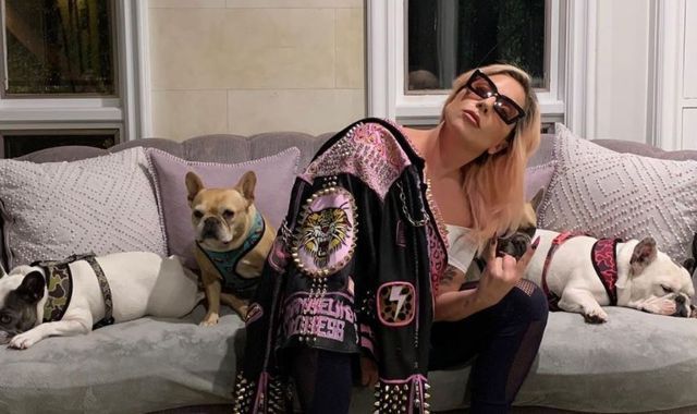 Woman to receive $500 000 reward after finding Lady Gaga’s dogs