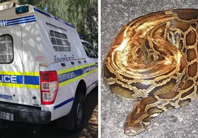 Drama as Gogo turns herself into a huge snake after being arrested