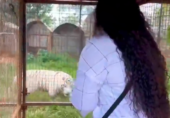 Video: Shauwn Mkhize (MaMkhize) comes face to face with a wild tiger