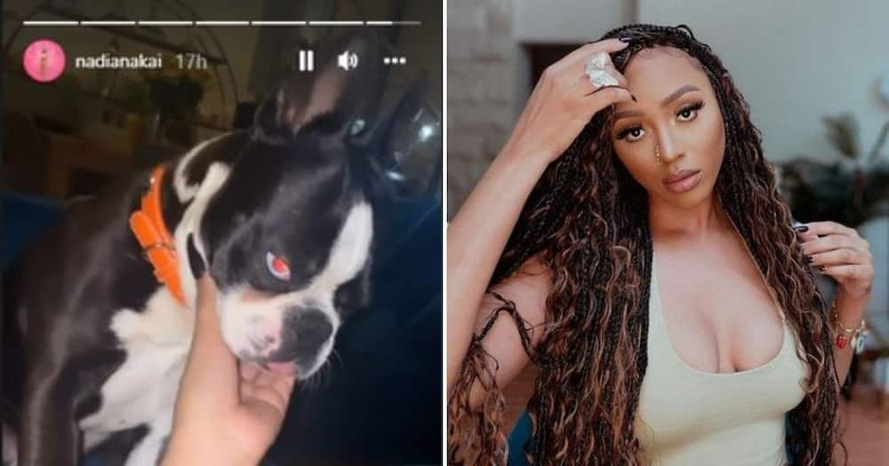 This is why AKA’s dog is giving Nadia Nakai a headache