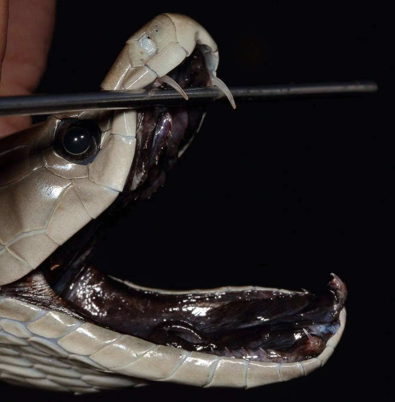 Snake catcher pictures the fangs of a dead black mamba